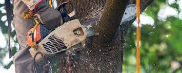 Best Emergency Tree Removal  in Albers, IL