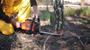 Best Stump Grinding and Removal  in Albers, IL