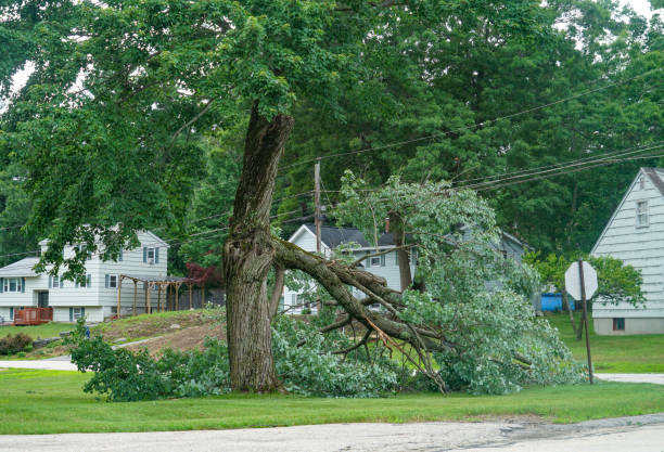 Best Tree and Shrub Care  in Albers, IL